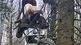 这么霸气的砍树机，省时省力