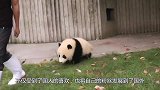 熊猫在日本太嚣张，竟成了动物园小霸王，碰到美女就求抱抱！