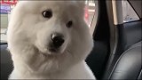 萨摩耶狗狗最喜欢主人开车带它出来兜风，这种感觉太奇妙了
