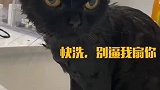 洗澡洗到犯困的小猫咪，迷糊的眼神实在太可爱了