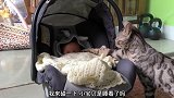 猫咪对小宝贝一脸好奇还主动用手碰宝宝