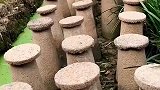 有房子住的叫韭黄，没房子住的叫韭菜