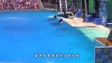 为何海洋馆都不饲养蓝鲸世界首富都不想尝试养它