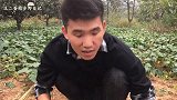 菜地里长了好多这种野菜，浑身都是宝，农村小伙采摘了满满一筐！