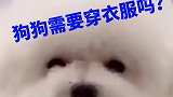 狗狗需要穿衣服吗，看完视频你就知道了