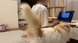 主人忙工作不理猫咪，小心眼猫咪气炸了，接下来忍住别笑