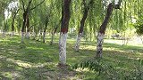 寡妇爱偷南瓜，邻居小伙化妆成稻草人捉贼，结局太搞笑了
