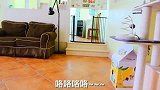 男主人斥巨资给三只柯猪打造迷宫, 测试狗子的智商