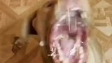 千万别暂停看，画面有些残暴了