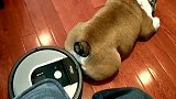 扫地机器人每次工作都和恶霸犬杠上！看着这个很无奈！