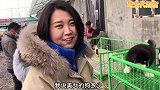 卖狗的美女彩礼要30万，精品阿拉斯加一只，随便挑随便选