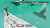 向游泳池内投入火锅底料，8人被刑拘！