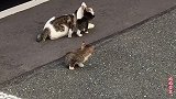 两只小猫和大猫住在楼下，每天都能看到它们，小猫咪很可爱