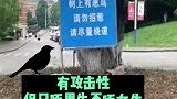 只啄男生不啄女生！一学校来了只神秘黑鸟