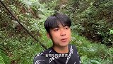 对于蕨菜类，网友们到底对它了解多少呢，认识多少呢