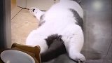 猫咪：今天我尾巴晃了几下，就算是运动了！网友：废猫一只