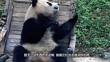 大熊猫捡到一个苹果，下一秒的反应简直成精了，镜头记录爆笑瞬间
