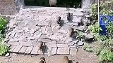鹅爸妈带荷兰猪出门！