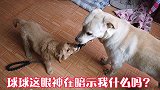 两狗狗争抢牵引绳僵持不动，如果主人不说话打断，估计狗狗得石化