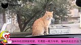 猫咪和松鼠隔窗相望，可谓是一眼万年啊，猫咪的反应太逗了
