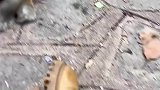 游客用擦鞋的面包，喂食一旁的小猴