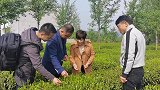 谷雨，探访安徽六安瓜片原产地，体验茶文化