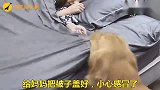 主人把金毛当孩子养，金毛把主人当恩人，还帮主人洗脚，真懂事