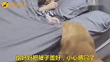 主人把金毛当孩子养，金毛把主人当恩人，还帮主人洗脚，真懂事