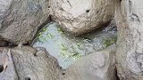 好多河豚被困住了，把它们捉起来，放回海里