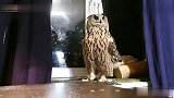 猫头鹰：我不要吃药，你快离我远一点！