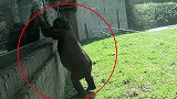 有趣！荷兰动物园大猩猩“越狱”，还敲玻璃同游客打招呼