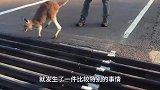 母猪怀孕十年产下“怪胎”，是猪还是大象？专家观察后不淡定了