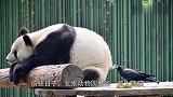 不把大熊猫当国宝的，除了饲养员还有乌鸦，敢拔国宝毛搭鸟窝！