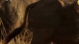 水牛直接把狮子顶飞，真解气