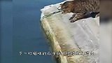 猫咪蹲在水池边准备捉鱼，忽然冒出来一条鳄鱼，猫咪瞬间怒了