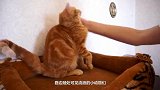 男子发现一只流浪猫，男子看这只猫可怜，就把这只猫咪收养了