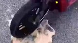 本来还想着再抢救一下，这下彻底没戏了