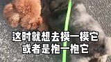 陌生的狗狗千万不要摸哦！