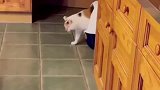猫咪每次上完厕所，都要自己擦下屁股！铲屎官能送人吗
