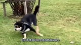 主人把遥控汽车放在草坪上，柴犬竟然冲小汽车叫唤，场面十分滑稽