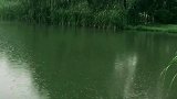 听，太液池的雨声