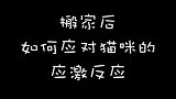 搬家后闹哥有了应激反应，大家有好的建议吗？