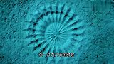 海底出现“神秘怪圈”，历经20年后，科学家终于揭开谜底