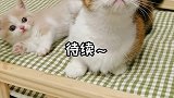 一只猫的母爱有多伟大？连别人的孩子都爱！萌宠出道计划 暖心 母爱