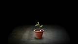 【这个游戏超有病】发种子 - MITOZA【脑洞注意】