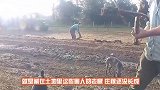 稻子只剩最后一撮，村民们集体围捕抓野味，没一会收获感人