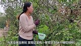 农村媳妇偶遇野生花椒树，喜出望外忙采摘，看看半天时间摘了多少