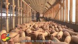 农民砌猪圈挖到一条“龙”，不时发出怪声，上交后成镇馆之宝！