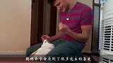 鹦鹉帮小主人拔牙，不料速度太快了，根本不需要用麻药！