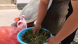 野生小香椿养生大作用，小包总做香椿大餐，媳妇吃了为啥赞不绝口